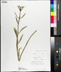 Physostegia virginiana image