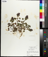 Lamium purpureum image