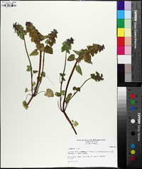 Lamium purpureum image