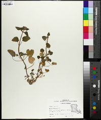 Lamium purpureum image