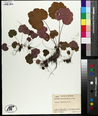 Heuchera puberula image