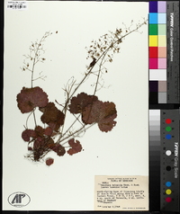 Heuchera puberula image