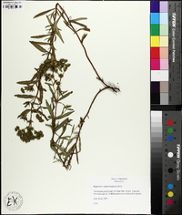 Hypericum sphaerocarpum image