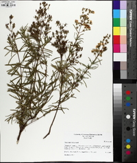 Hypericum densiflorum image