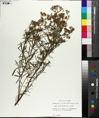 Hypericum densiflorum image