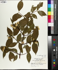 Philadelphus coronarius image