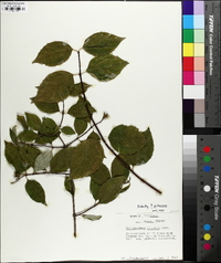 Philadelphus inodorus image