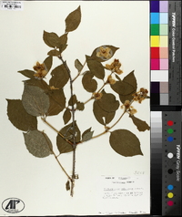 Philadelphus pubescens image