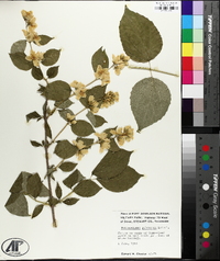 Philadelphus pubescens image