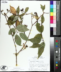 Philadelphus grandiflorus image