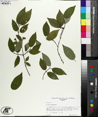 Philadelphus hirsutus image