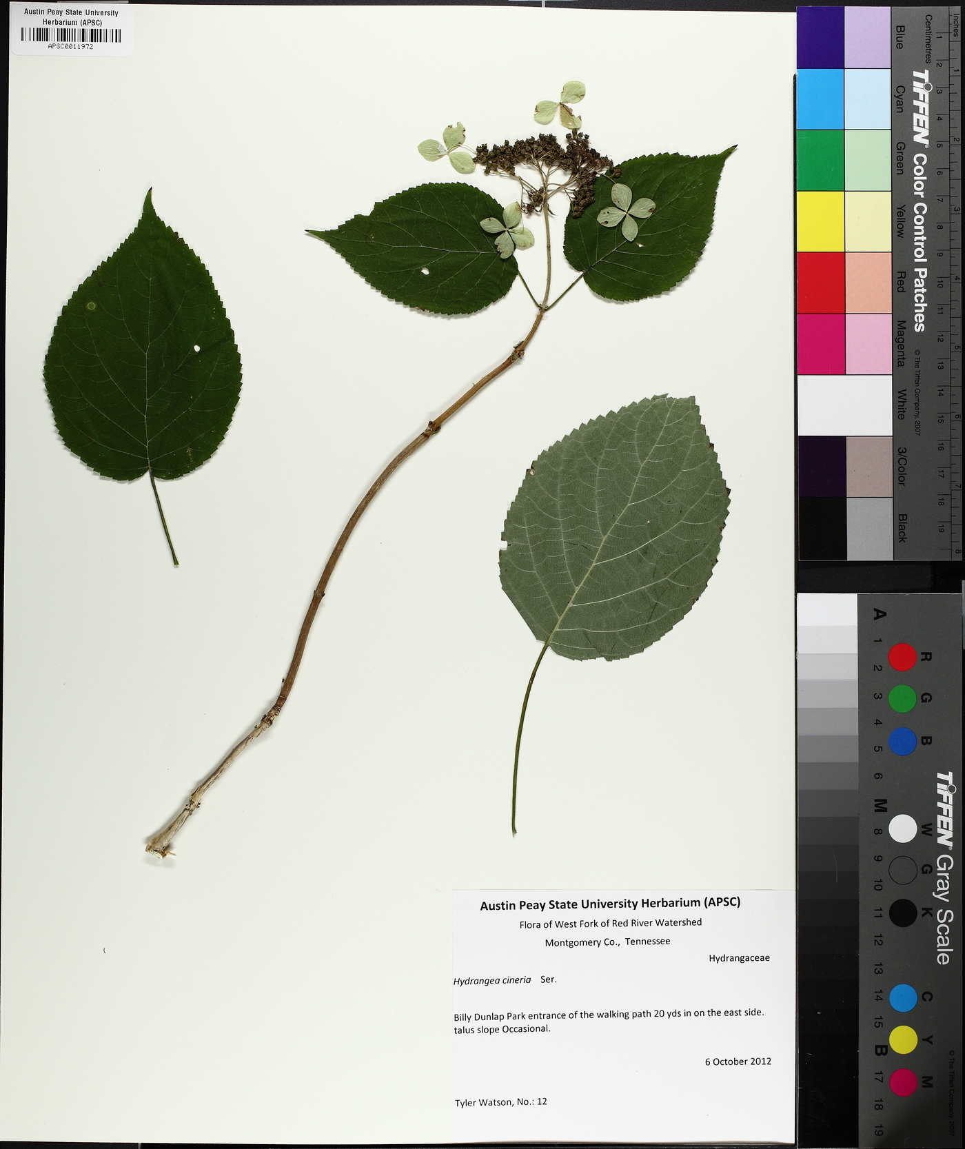 Hydrangea cinerea image