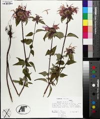 Monarda bartlettii image