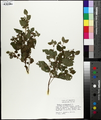 Melissa officinalis image