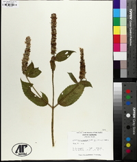 Agastache scrophulariifolia image