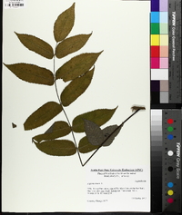 Juglans cinerea image