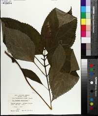 Collinsonia canadensis image