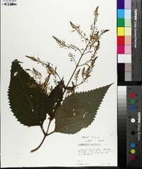 Collinsonia canadensis image