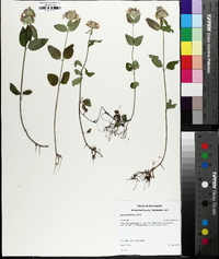 Blephilia ciliata image