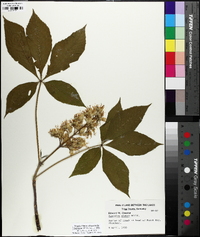 Aesculus glabra image