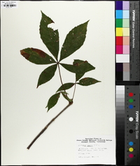 Aesculus glabra image