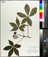 Aesculus glabra image