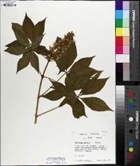 Aesculus glabra image