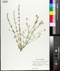 Sabatia campanulata image