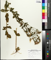 Sabatia angularis image