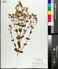 Sabatia angularis image