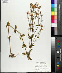 Sabatia angularis image