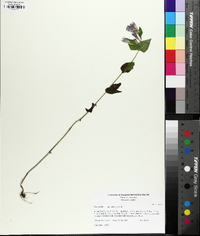 Gentianella quinquefolia image