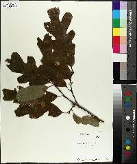 Quercus × fernowii image