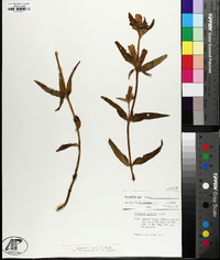 Gentiana linearis image