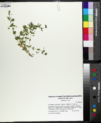 Lysimachia arvensis image