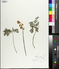 Dicentra cucullaria image