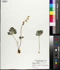 Dicentra cucullaria image