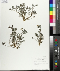 Corydalis flavula image