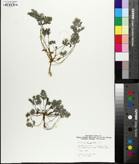 Corydalis flavula image