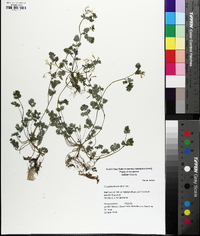 Corydalis flavula image