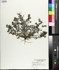 Corydalis flavula image