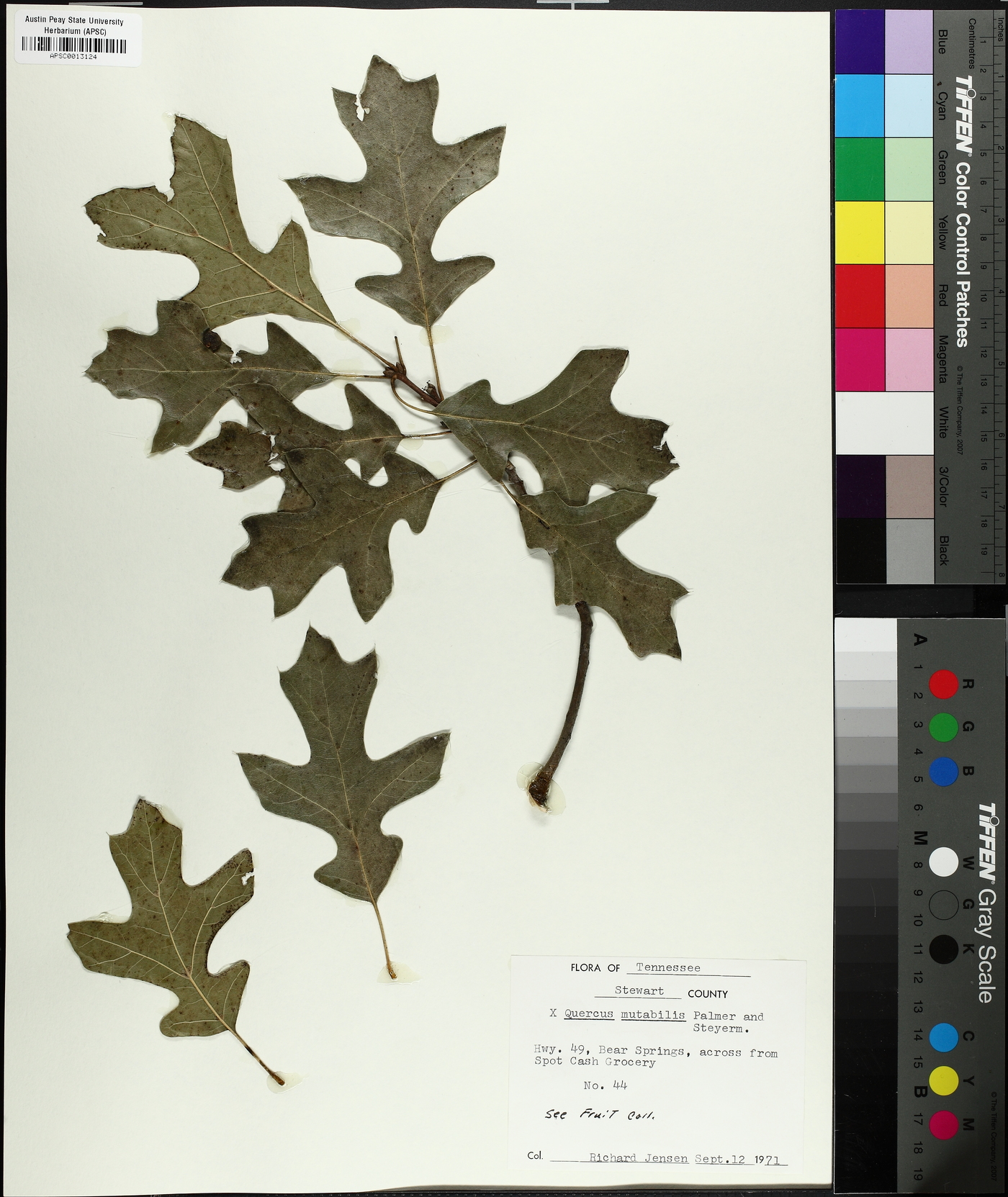 Quercus x mutabilis image