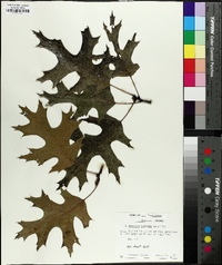 Quercus × fontana image