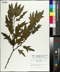 Quercus x schochiana image