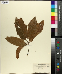 Quercus × leana image