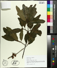 Quercus x filialis image