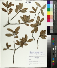 Quercus geminata image