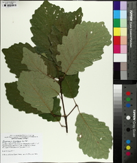 Quercus montana image