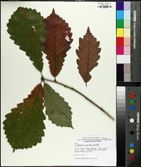 Quercus montana image