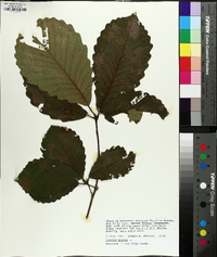 Quercus montana image